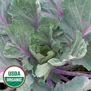 Collards, Old Timey Blue