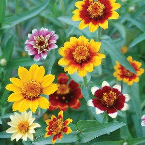 Zinnia: Persian Carpets