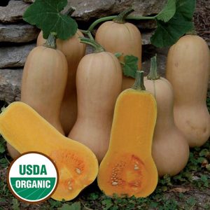 Waltham Butternut Squash
