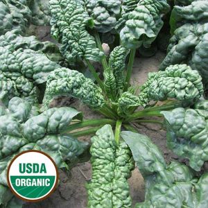 Spinach Norfolk