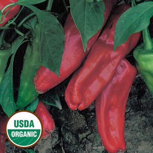 Pepper (Marconi Red)