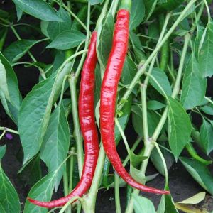 Cayenne Pepper (Joe's Long)