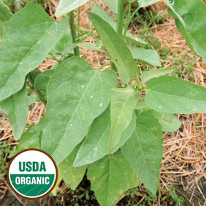 Orach Backlund Bly