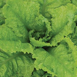 Lettuce Australian Yellowleaf