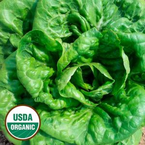 Lettuce Aunt Mae's Bibb