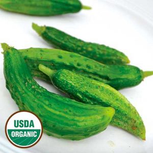 Cucumber Parisian Pickling