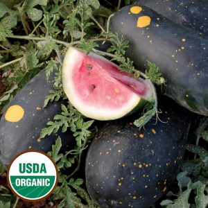 Watermelon, Moon and Stars Cherokee
