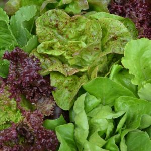 Lettuce, Seed Savers Mix