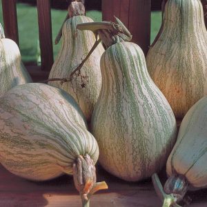 Squash Tennessee Sweet Potato