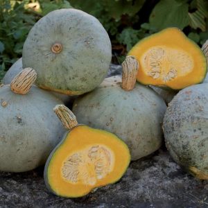 Squash Silver Bell