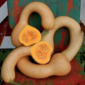 Squash, Pennsylvania Dutch Crookneck