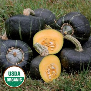 Squash Buttercup