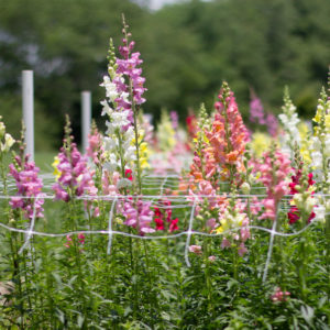 Bouquet Subscription Farm Share